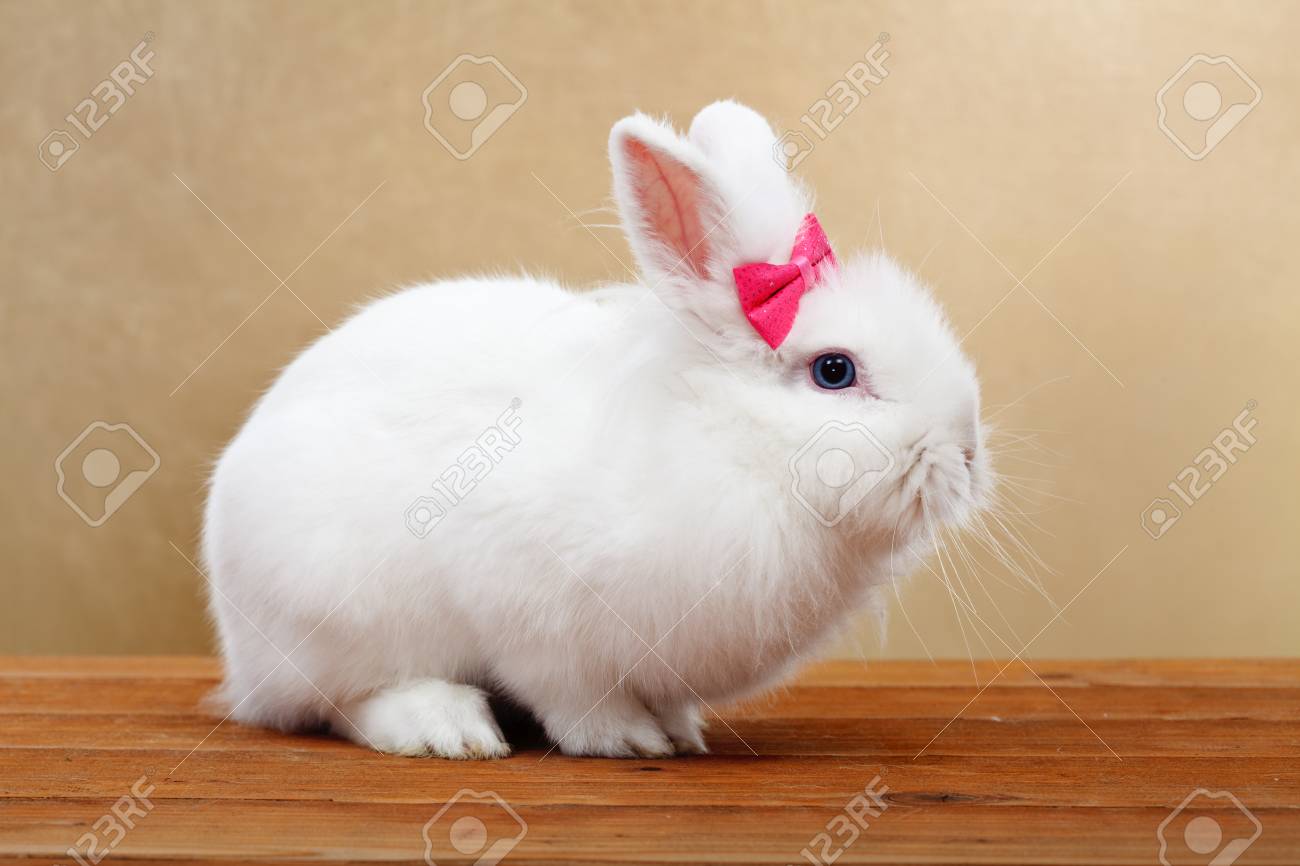 cute white rabbit with