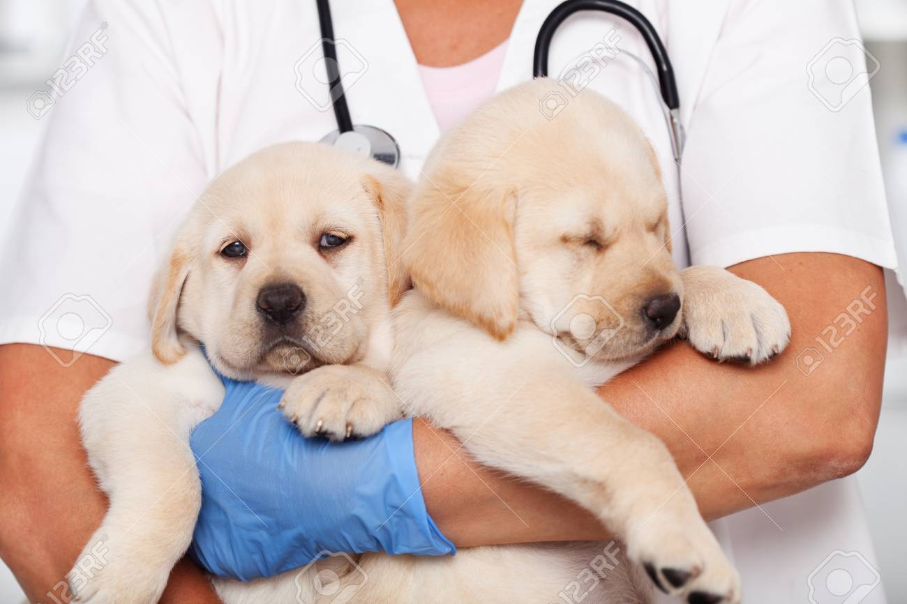 veterinary healthcare