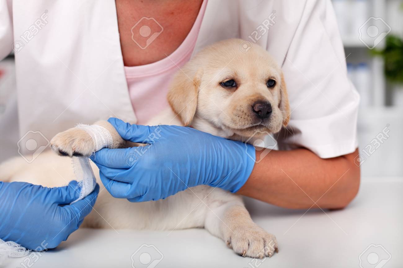 Cute labrador puppy dog lying patiently while getting a bandage on its paw - at the veterinary doctor, closeup - 110169502 Cute labrador puppy dog lying patiently while getting a bandage on its paw - at the veterinary doctor, closeup - 110169502
