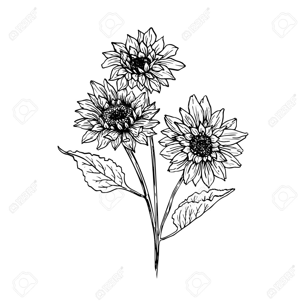 Sunflower Hand Drawn Vector Illustration Floral Ink Pen Sketch