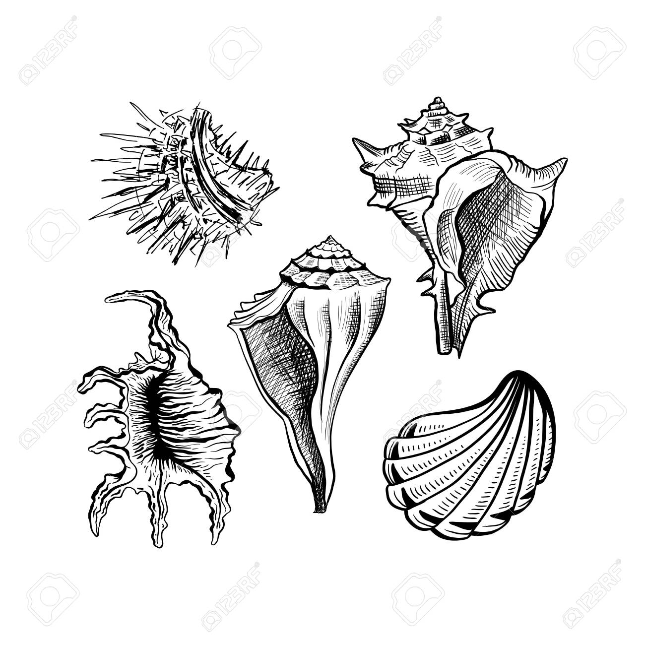 Angular murex seashell hand drawn vector set. Seashore conch, mollusk monochrome sketch. Freehand outline clam shell engraving. Conchology isolated design elements. Realistic ink pen drawing - 122405413 Angular murex seashell hand drawn vector set. Seashore conch, mollusk monochrome sketch. Freehand outline clam shell engraving. Conchology isolated design elements. Realistic ink pen drawing - 122405413