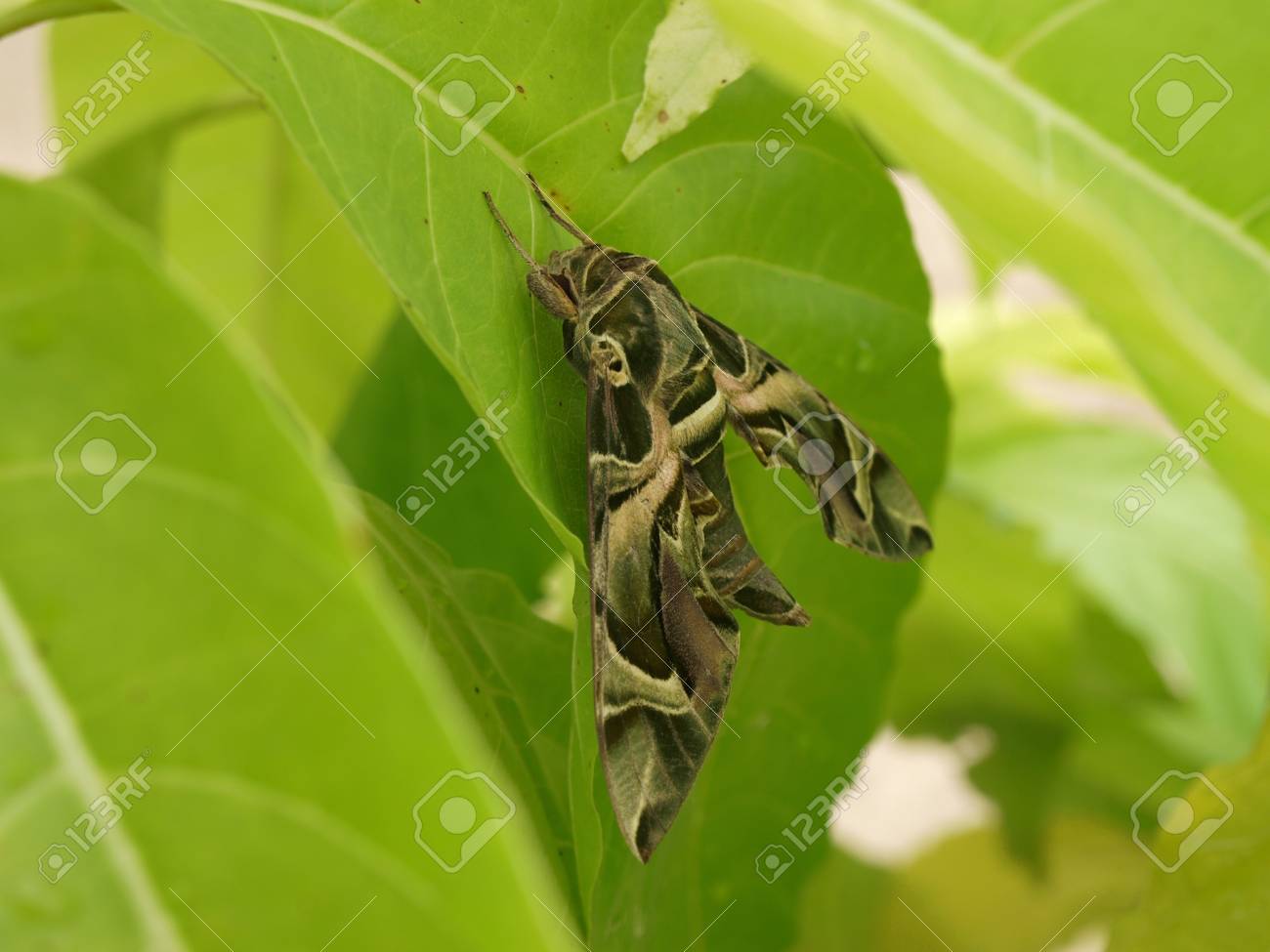 etiam-dictum-ipsum-a-felis