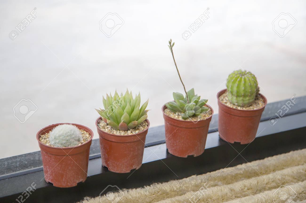 Cactus And Succulents Pot With Glass Window Stock Photo Picture And Royalty Free Image Image 88712167