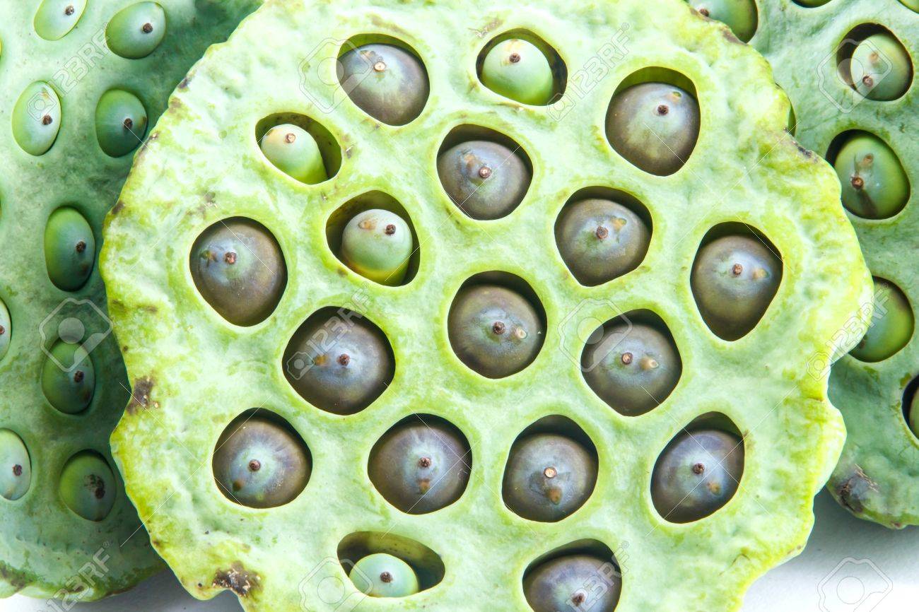 ポッドでハスの実 の写真素材 画像素材 Image ポッドでハスの実 の写真素材 画像素材 Image