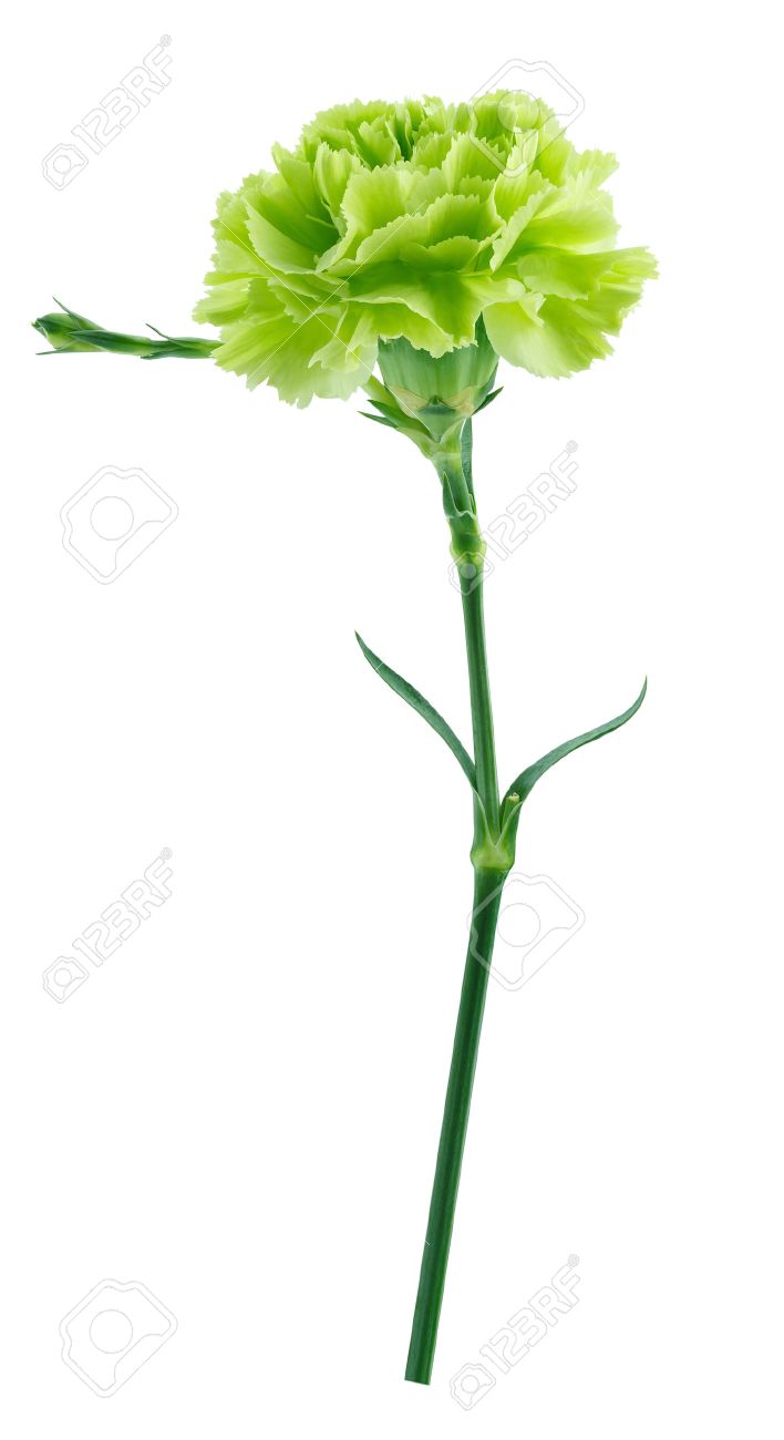 Green Carnation Isolated On White Background Stock Photo Picture And Royalty Free Image Image Green Carnation Isolated On White Background Stock Photo Picture And Royalty Free Image Image