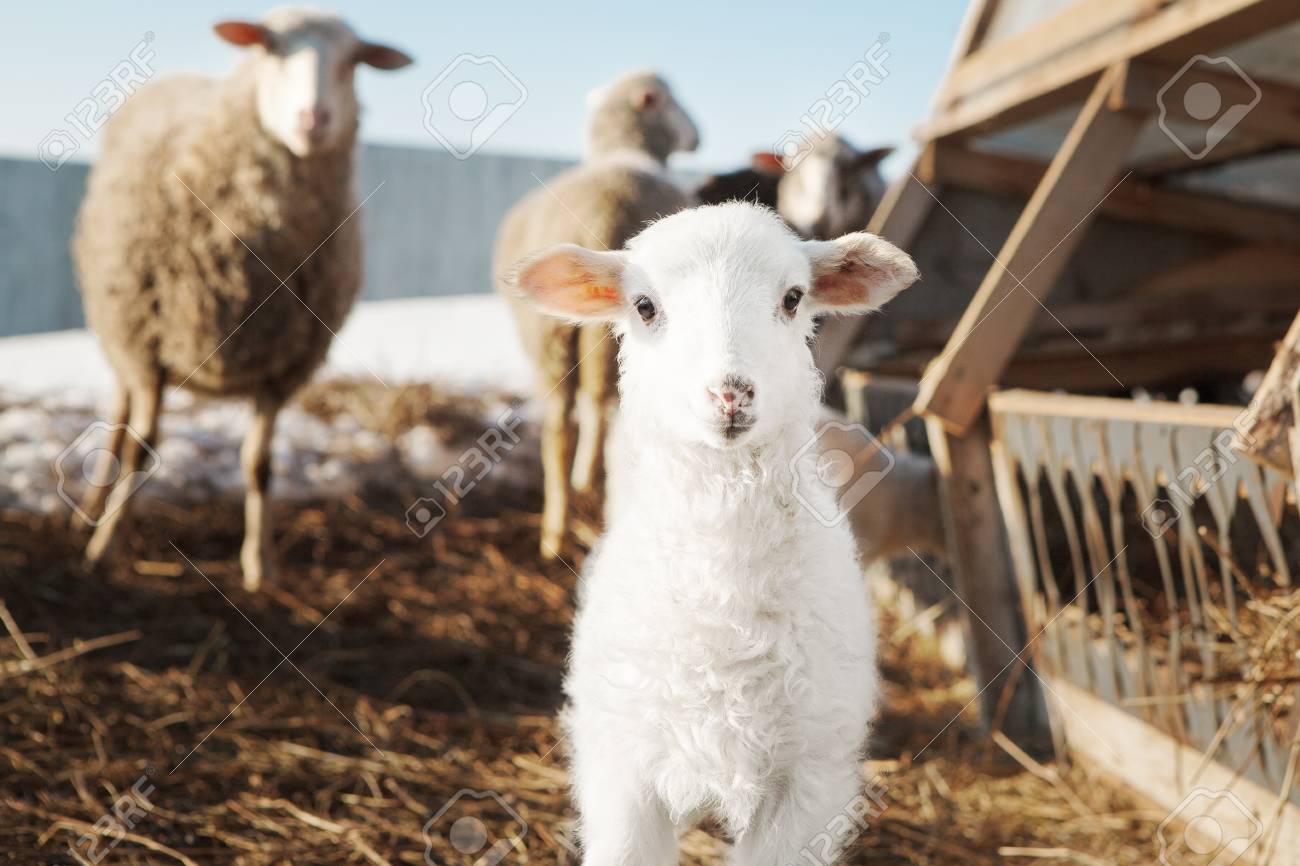 大人の間で小さな白いふわふわの羊の羊 クローブンのひづめ動物のための囲い 農村部における羊肉の漁業 の写真素材 画像素材 Image