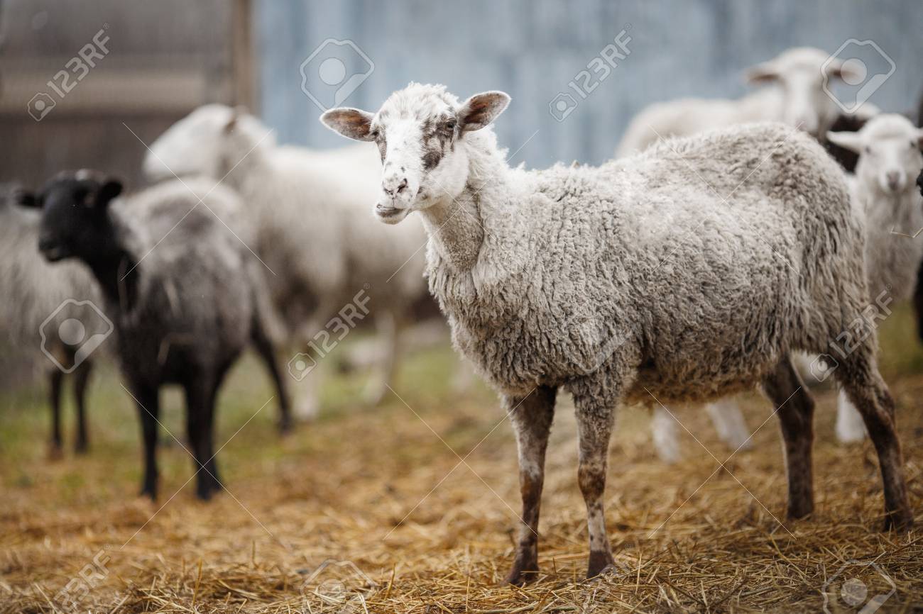白い羊が干し草を噛む 反逆的なクローブのひづめ動物 農村部の農業 の写真素材 画像素材 Image