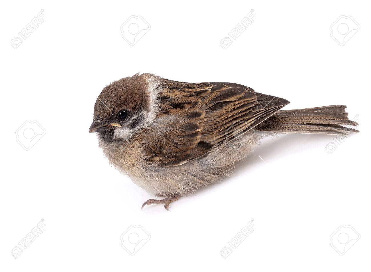 etiam-dictum-ipsum-a-felis