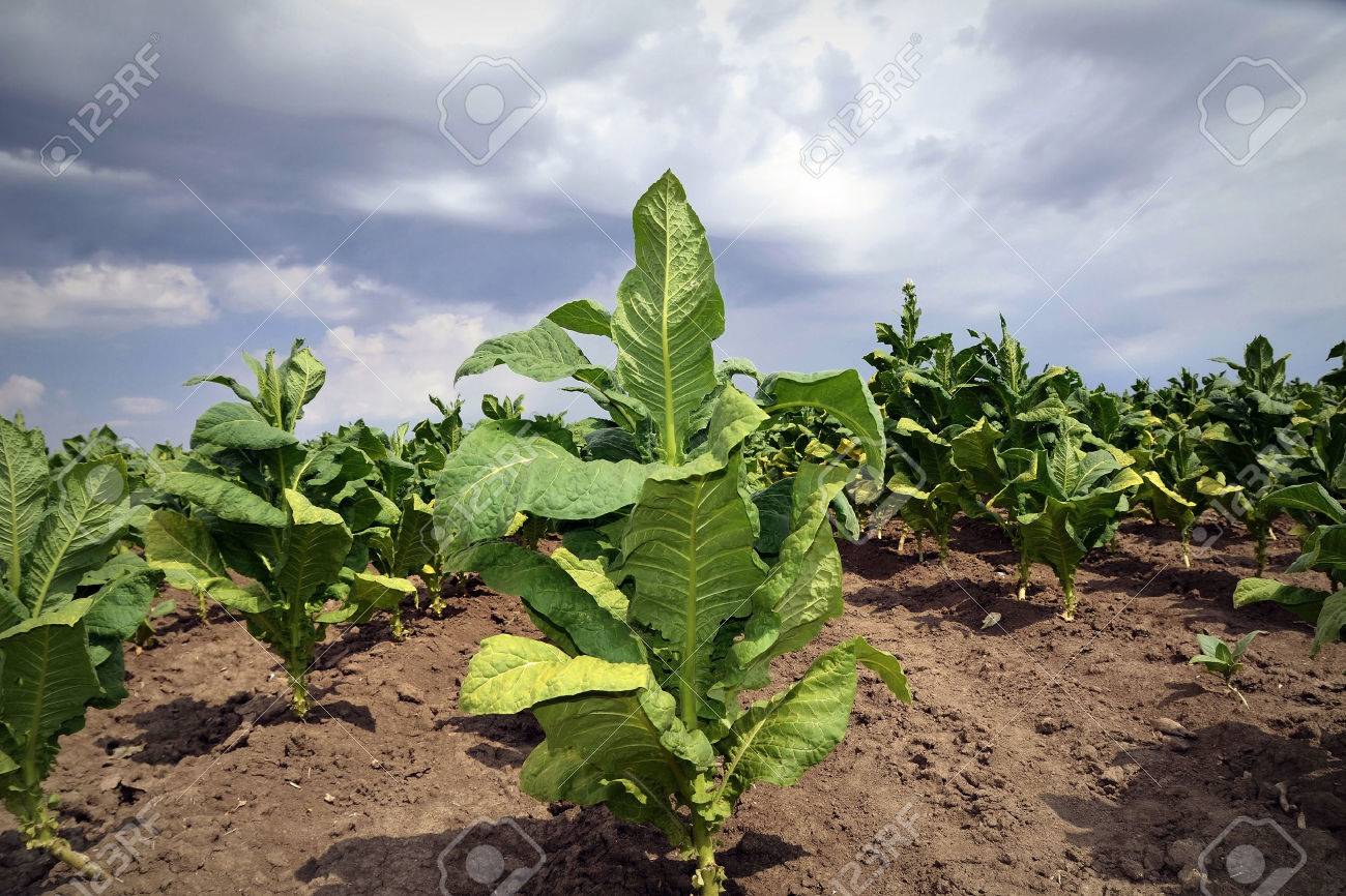 55046792-planta-de-tabaco-en-el-campo-el-cielo-dram%C3%A1tico