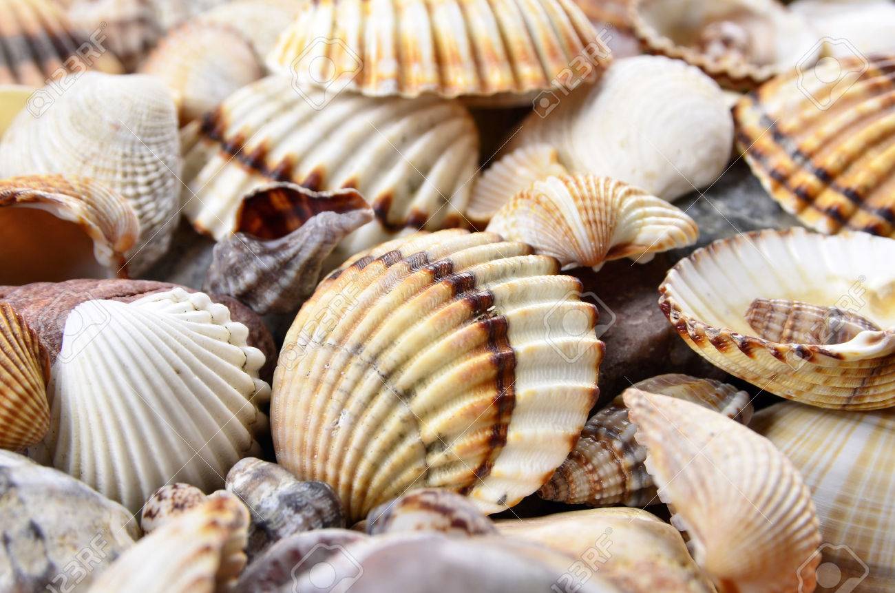 conchas marinas