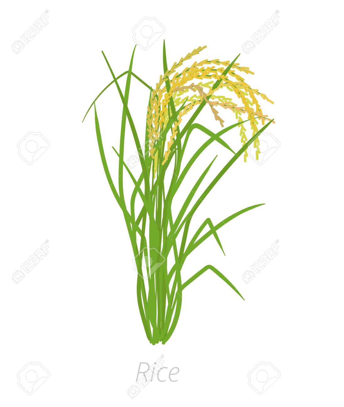 Rice Plant Clipart