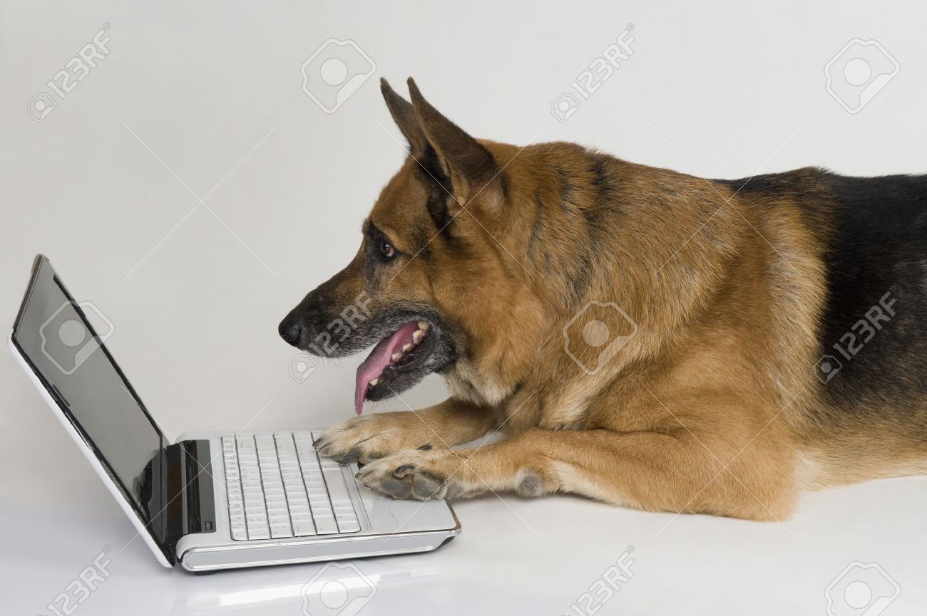 10245768-German-Shepherd-dog-using-a-laptop-Stock-Photo-computer.jpg