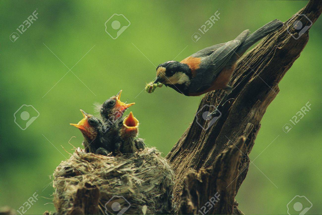 etiam-dictum-ipsum-a-felis