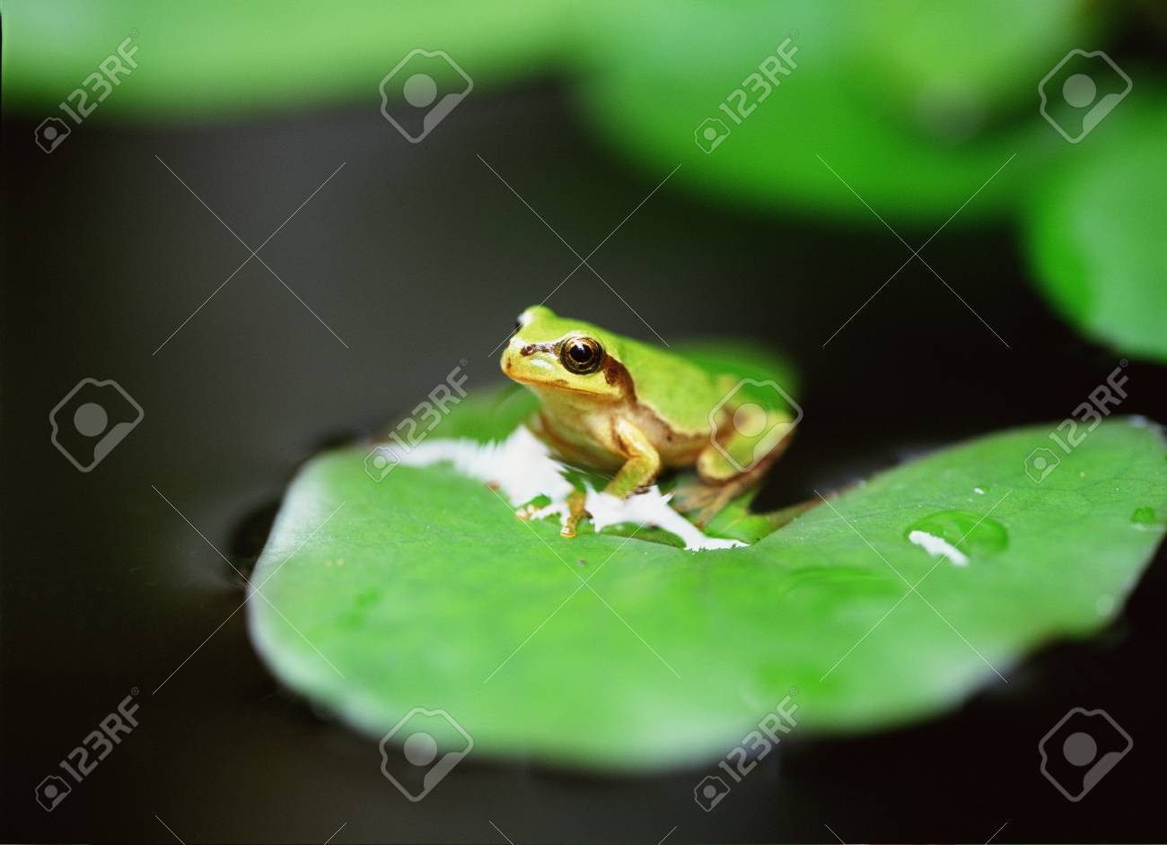 etiam-dictum-ipsum-a-felis