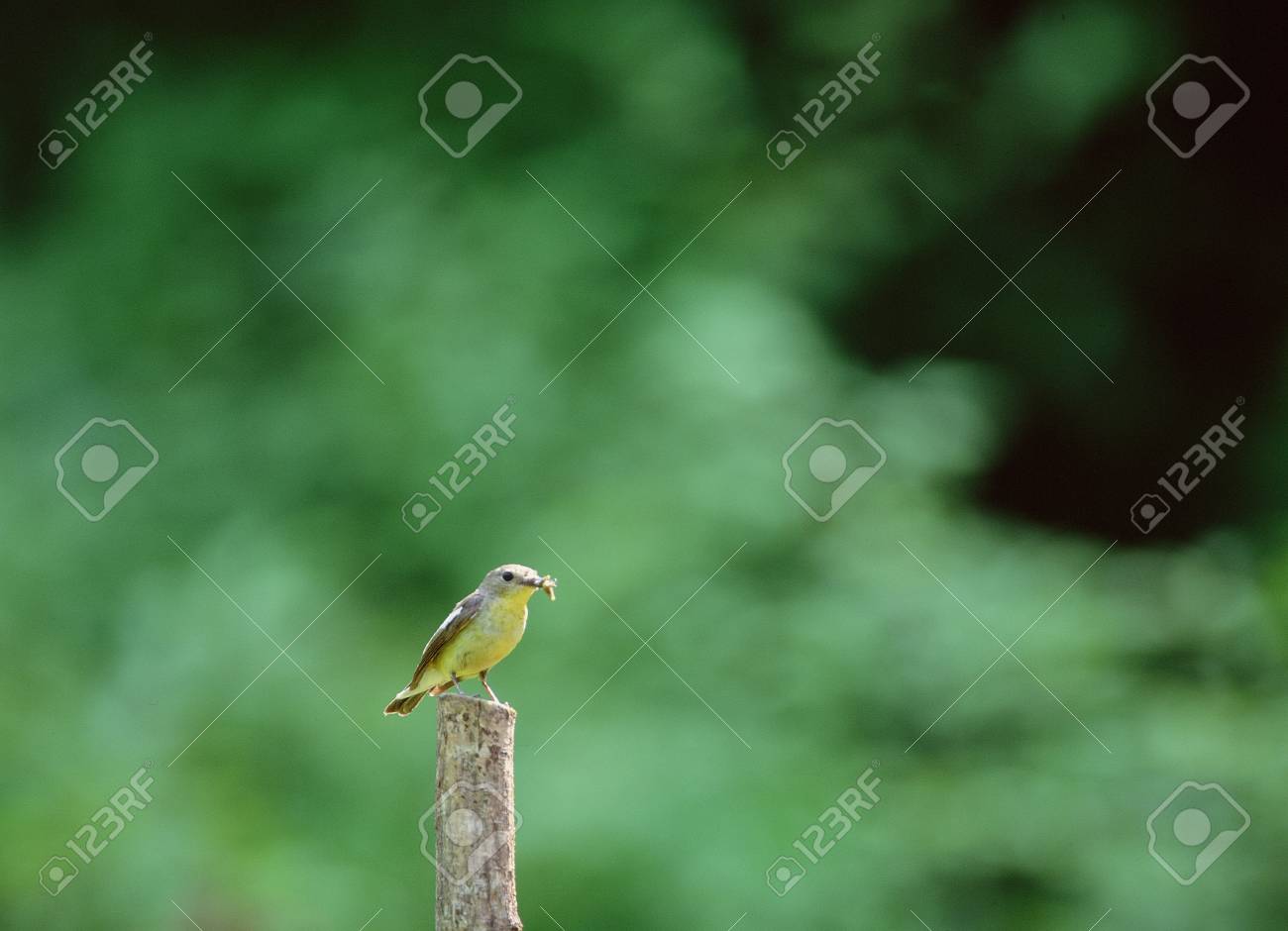 etiam-dictum-ipsum-a-felis