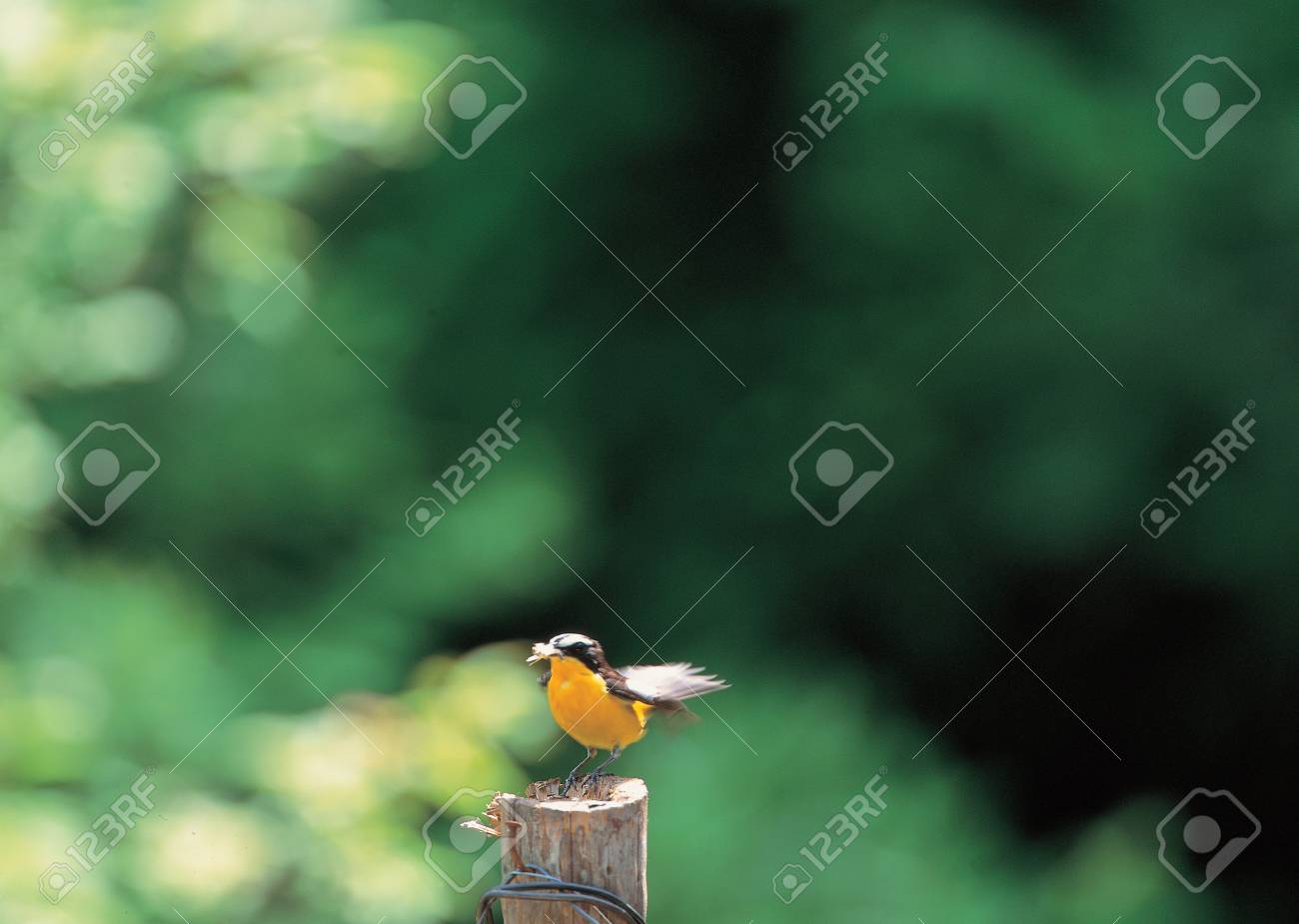 etiam-dictum-ipsum-a-felis