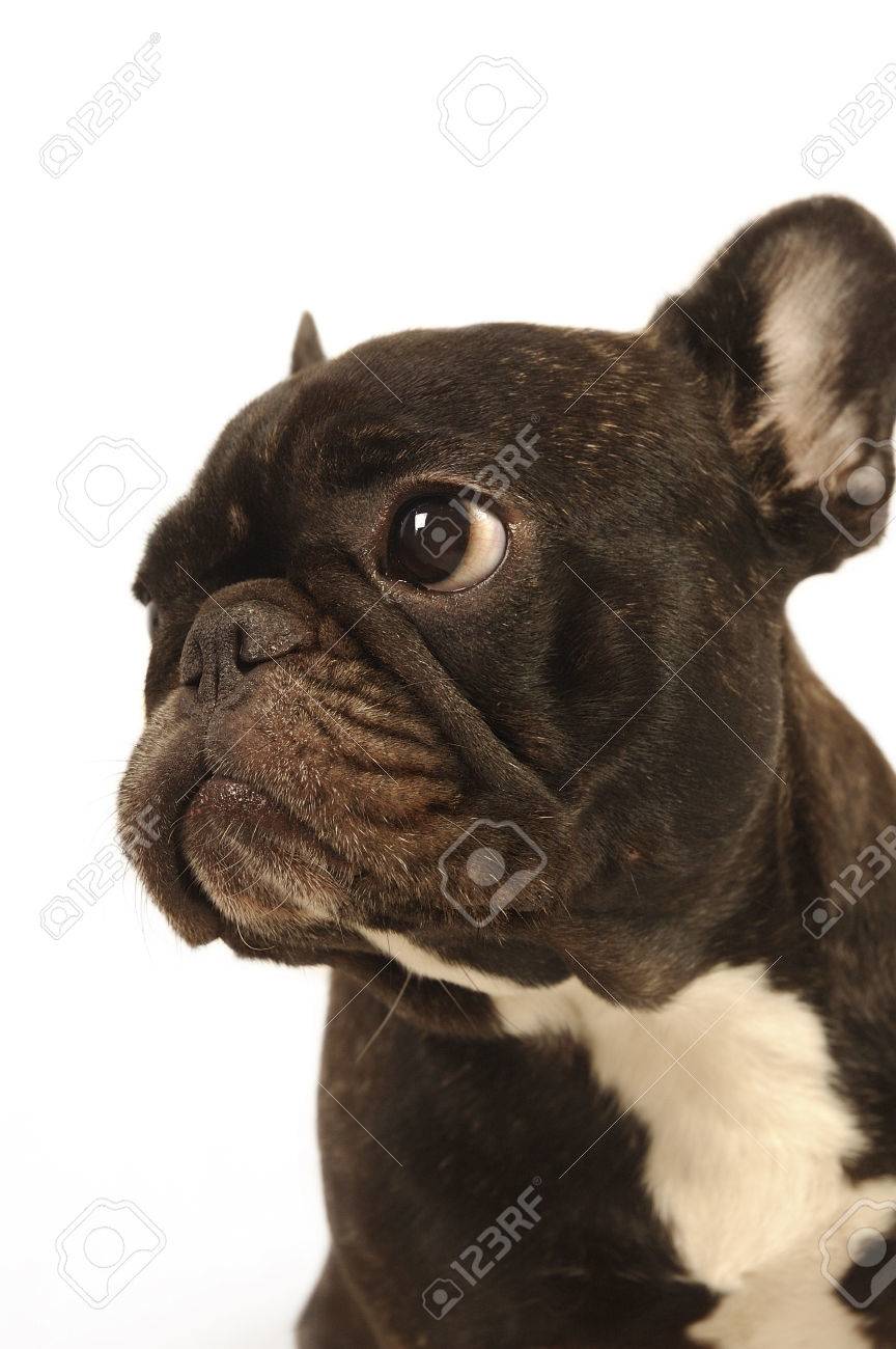 A Baby Boston Terrier Sitting Down With Its Head Turning Away Stock Photo Picture And Royalty Free Image Image 3504
