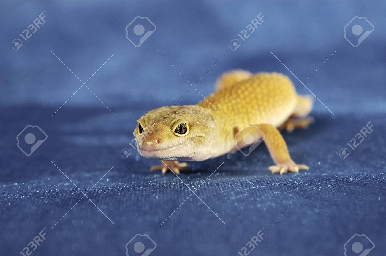 【レア銅板】ミロ-黄金の羽のトカゲ ヒョウモントカゲモドキのリアルな生きもの造形マグネット