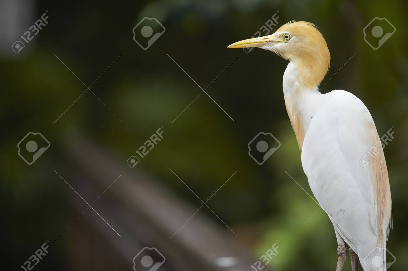 サイドビュー アマサギのショット の写真素材 画像素材 Image