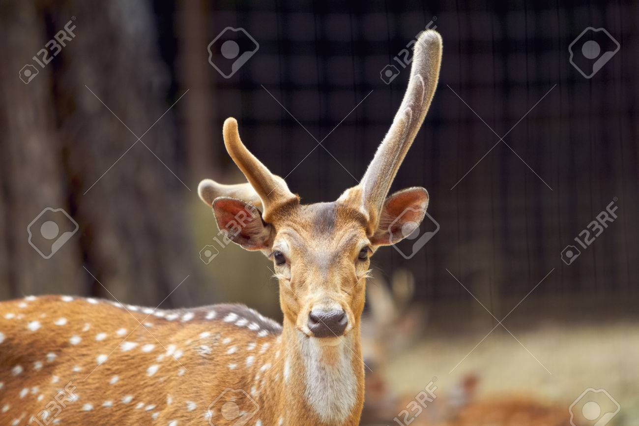 etiam-dictum-ipsum-a-felis