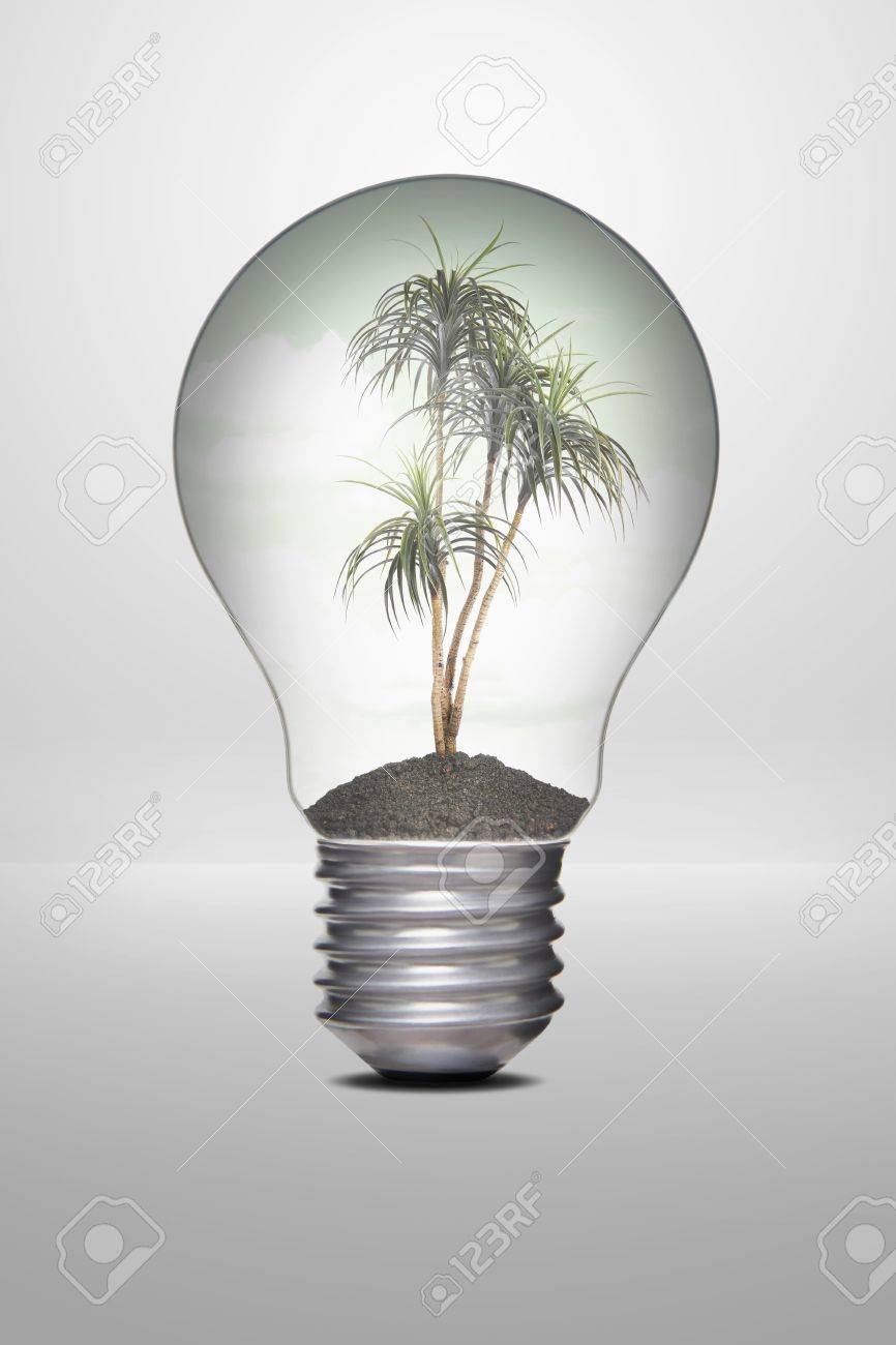 palm tree growing in a light bulb stock photo picture and royalty