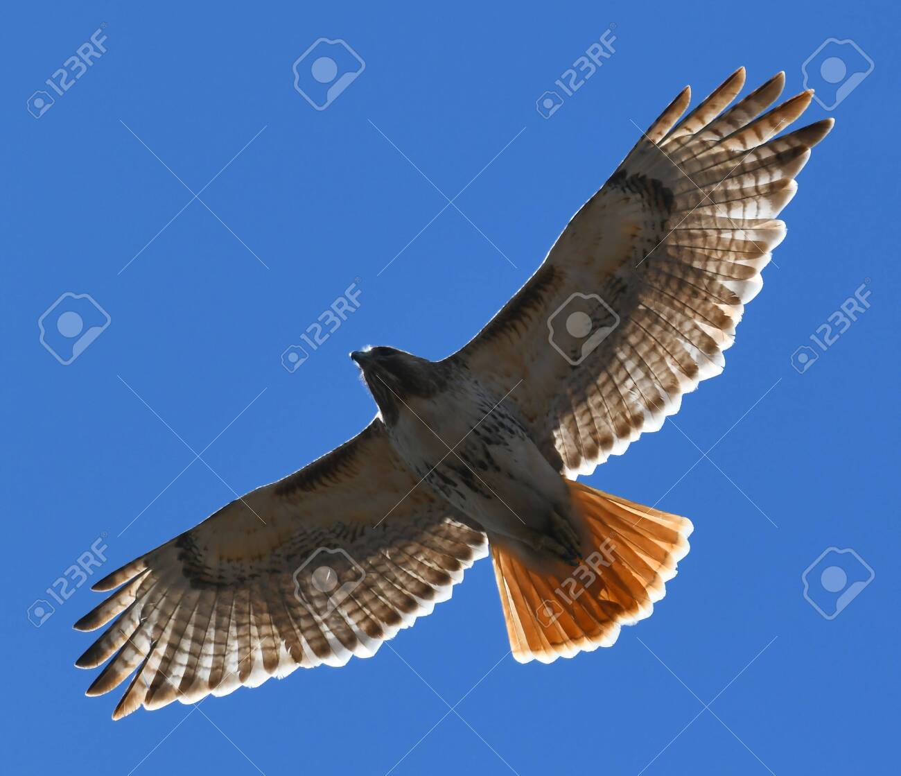 Red Tailed Hawk Flying In The Blue Sky Stock Photo, Picture and Royalty  Free Image. Image 147150028., image size:1300x1119
