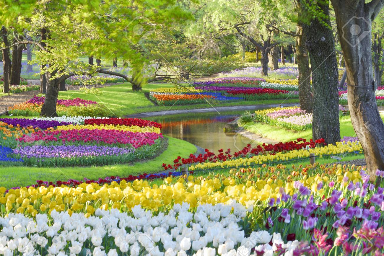 東京都の昭和記念公園で色とりどりのチューリップ の写真素材 画像素材 Image
