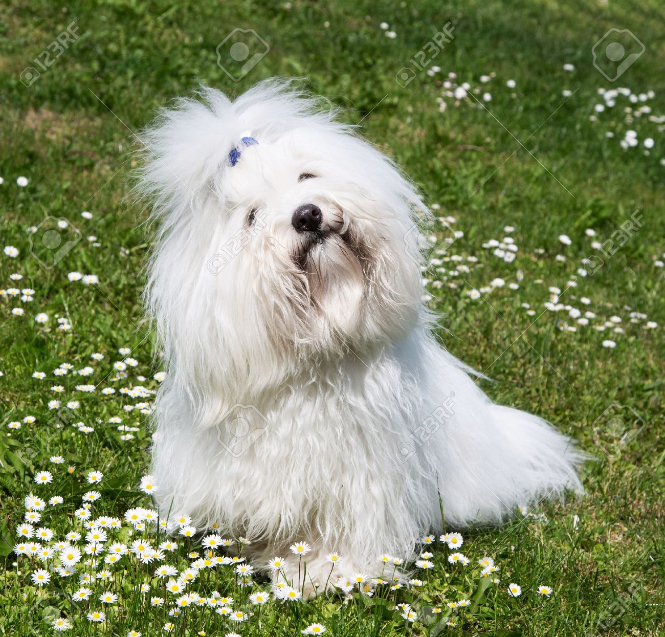 Portrait Dun Chien Original Coton De Tulear Animal Drôle Avec De Longs Cheveux Blancs