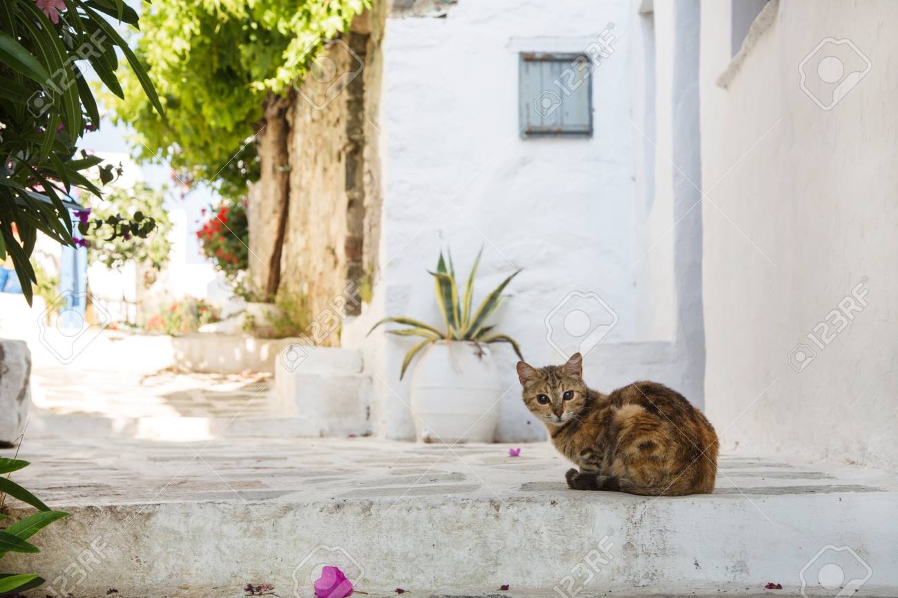 etiam-dictum-ipsum-a-felis