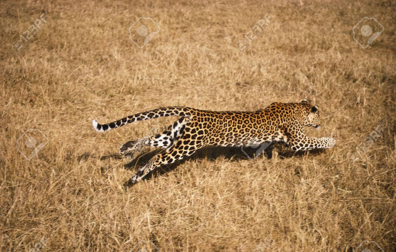leopard free run
