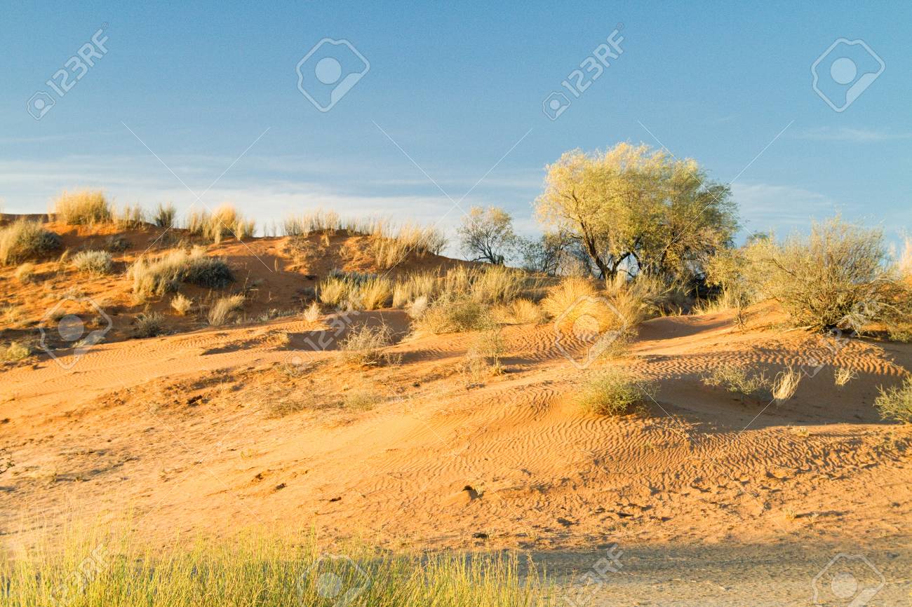 Sand Dunes Kalahari Desert Southern Africa Africa Banco De Imagens Royalty Free Ilustracoes Imagens E Banco De Imagens Image 82294456