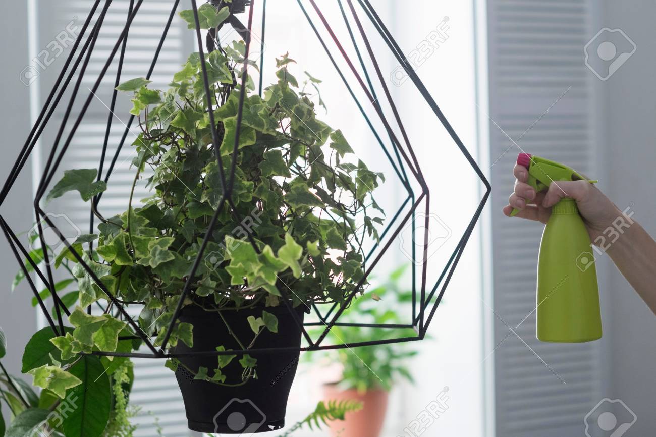 Womans Hand Spraying Ivy Hanging Basket In Kitchen Stock Photo
