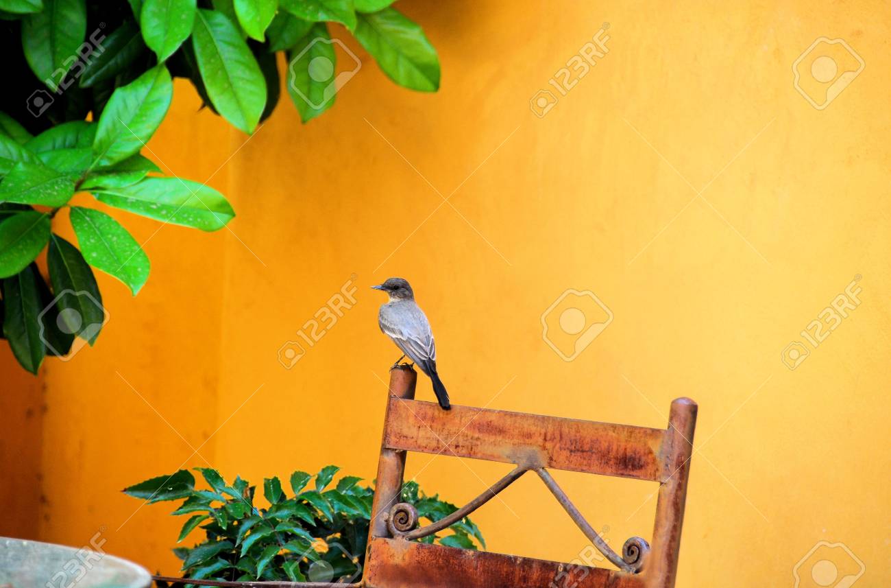 etiam-dictum-ipsum-a-felis