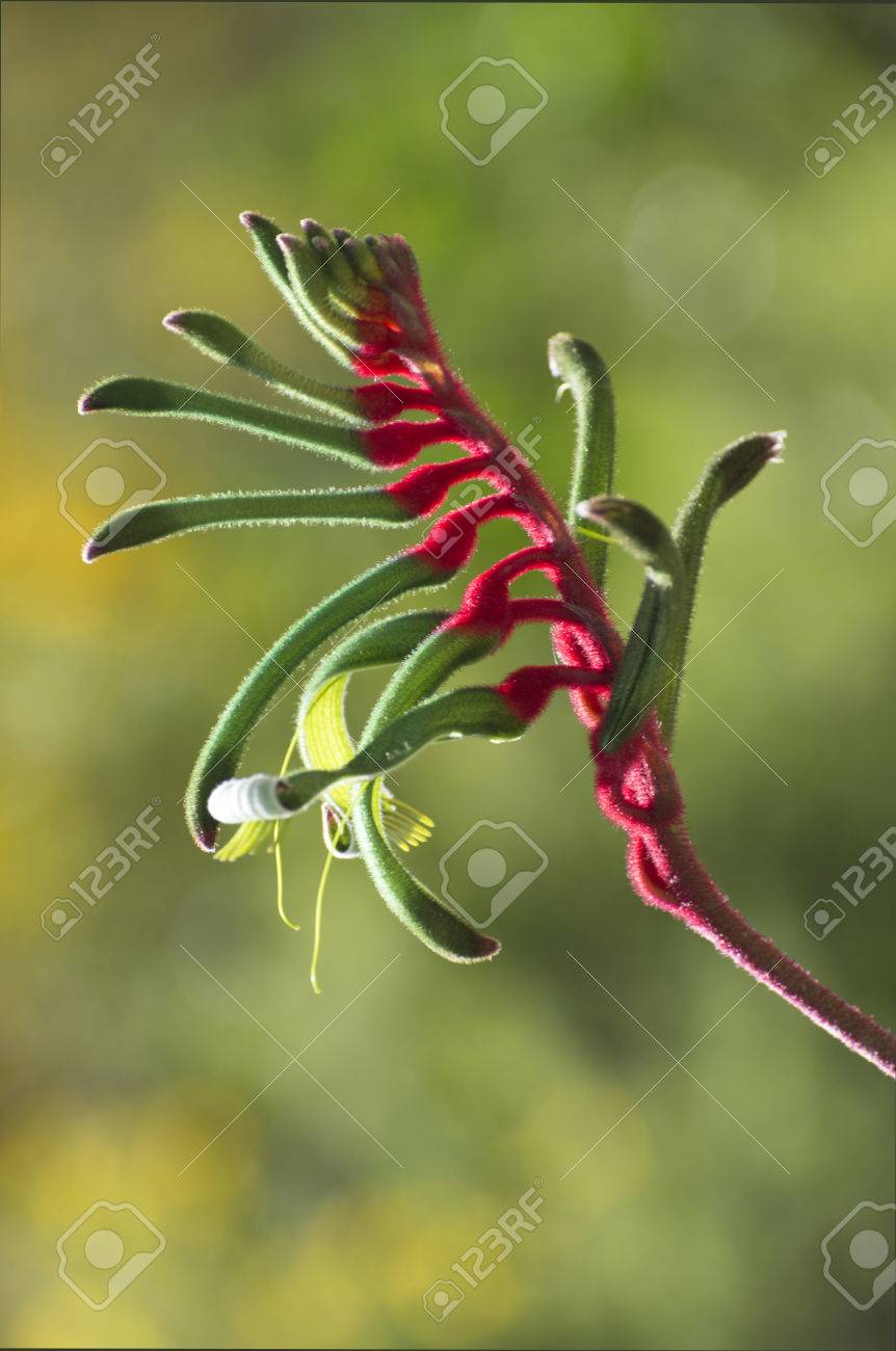 赤と緑オーストラリア カンガルー ポー 西オーストラリアの花の紋章 の写真素材 画像素材 Image