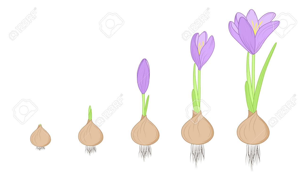 Crocus flower evolution germination life cycle stages. Growth concept from corm bulb to plant. Purple, green, brown isolated on white background. Detailed vector design illustration. - 69366023 Crocus flower evolution germination life cycle stages. Growth concept from corm bulb to plant. Purple, green, brown isolated on white background. Detailed vector design illustration. - 69366023