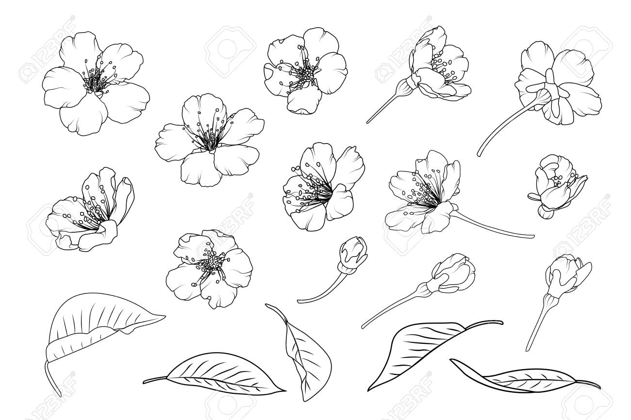 Sakura Asian Chinese Japanese Cherry Tree Flowers Isolated Elements Royalty Free Cliparts Vectors And Stock Illustration Image