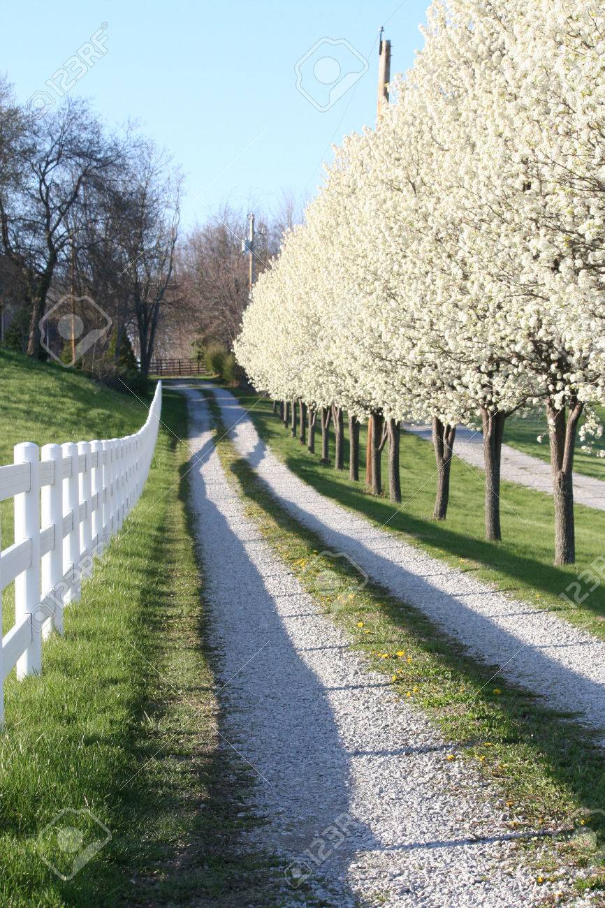pear trees in blosson line a gravel driveway in fishers indaiana