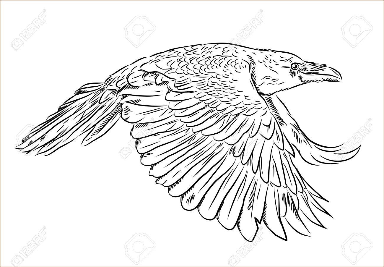 Featured image of post Flying Raven Line Drawing