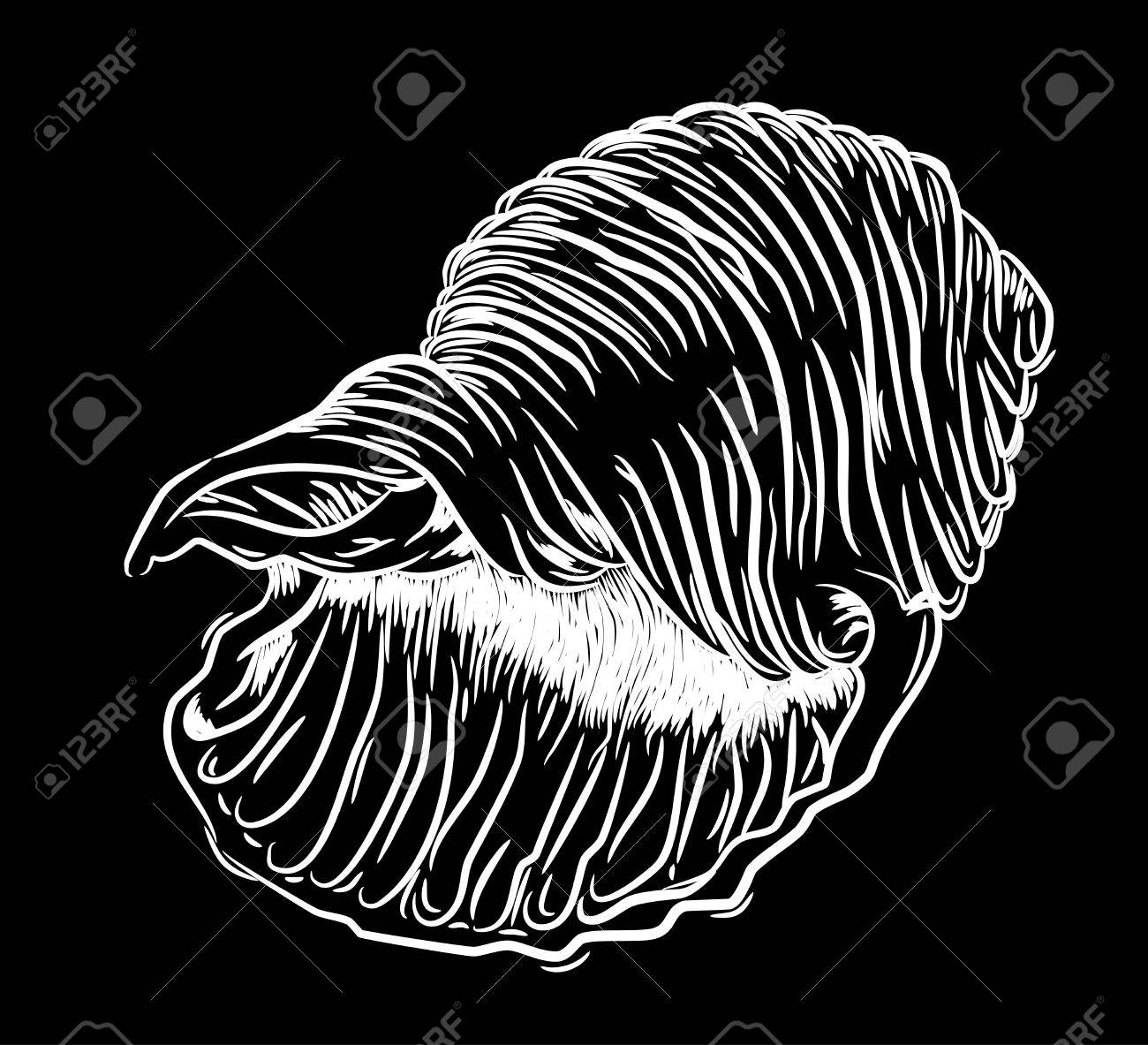 大きな海のシェル フリーハンド描画のイラスト素材 ベクタ Image