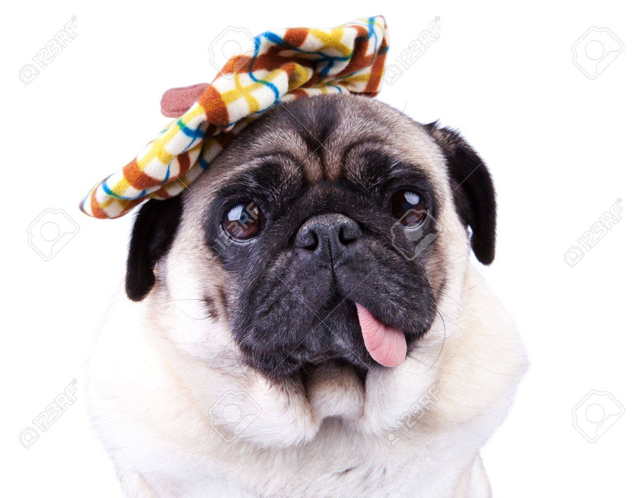 面白い帽子をかぶっているかわいいパグ犬 の写真素材 画像素材 Image