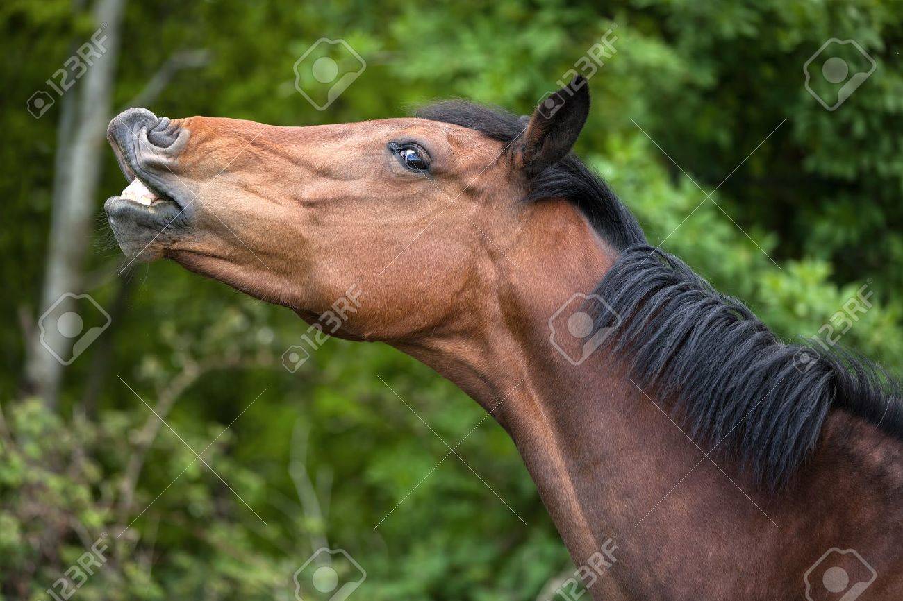 面白い馬コミカルな方法でその歯を見せて の写真素材 画像素材 Image