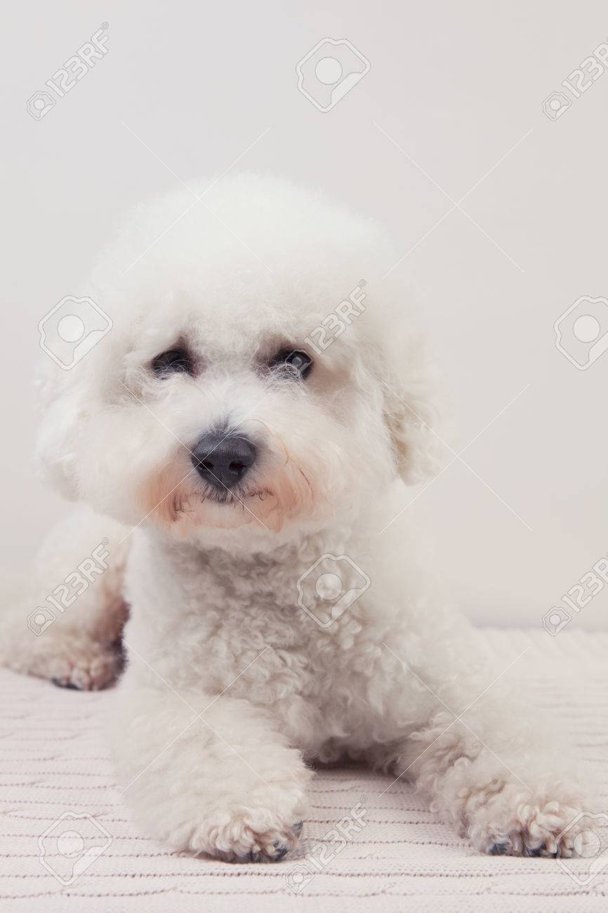 bichon frise sweater