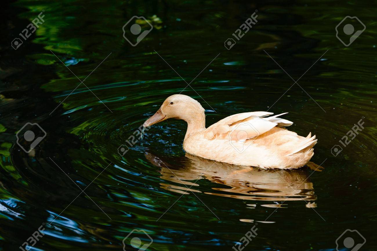 国産鴨肉は おそらくオーピントンまたはバフ オーピントン鴨 ここで食べ物を探して水の小さい池で泳ぐを見る 柔らかい茶色っぽい色しています 水はまだ暗いです の写真素材 画像素材 Image
