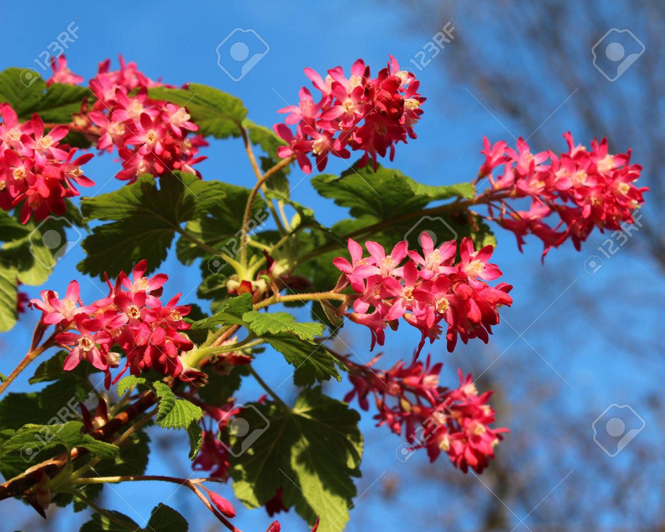 青い空を背景にリベス Sanguineum として知られている開花スグリや赤い花すぐりの早春の花 の写真素材 画像素材 Image