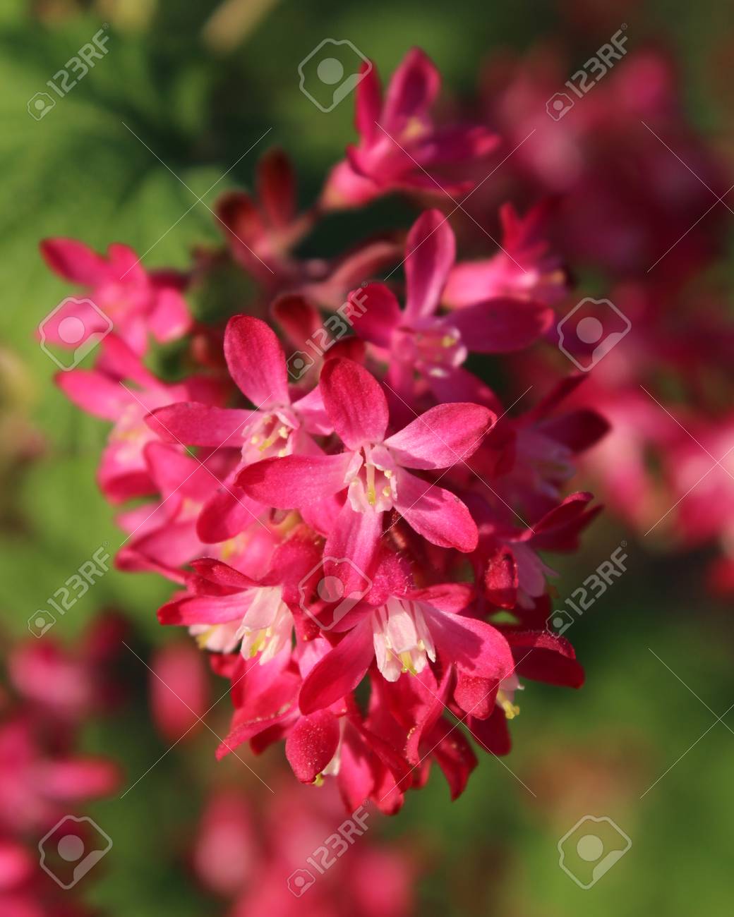 リベス Sanguineum として知られている開花スグリの早春の花や赤花すぐりのクローズ アップ の写真素材 画像素材 Image