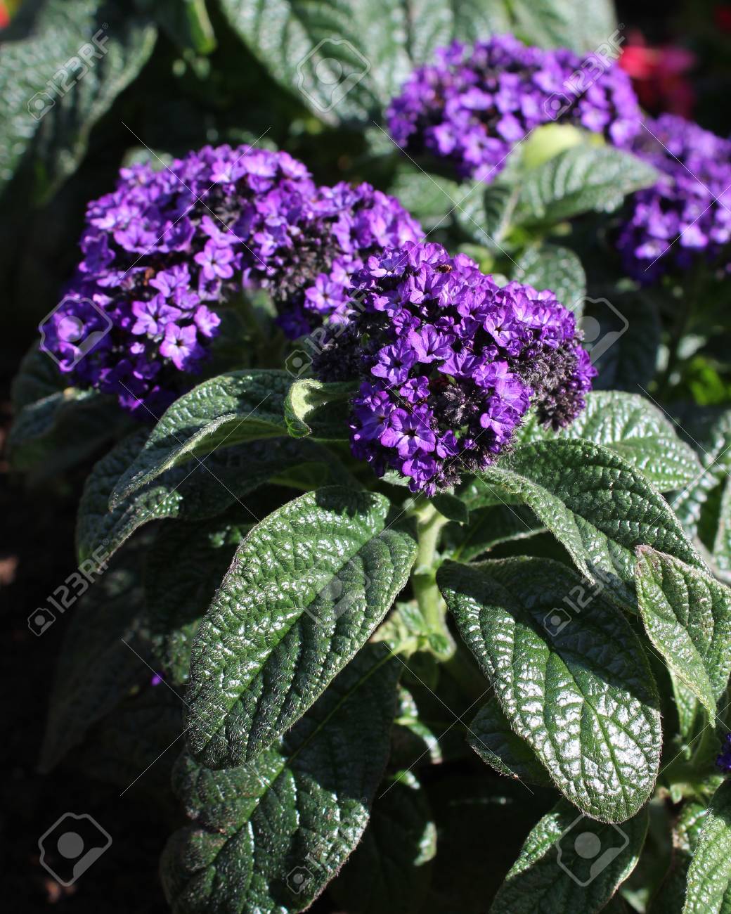 The Lovely Deep Purple Flowers Of Heliotrope Arborescens Also Known As The Garden Heliotrope A Fragrant Plant Commonly Used In Summer Bedding Displays Stock Photo Picture And Royalty Free Image Image 79506976