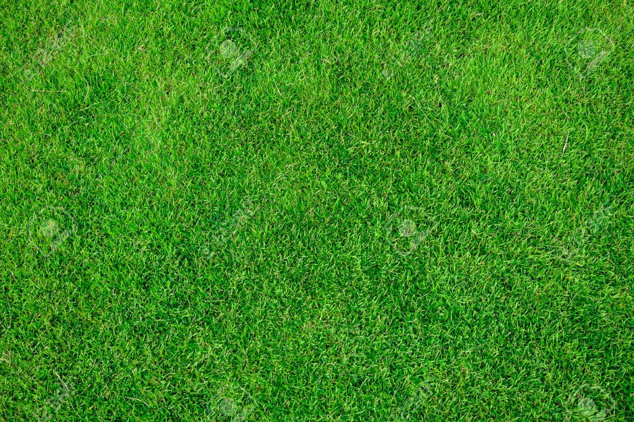 Grass Field Texture Intended Grass Field Texture Stock Photo 69737695 Field Texture Photo Picture And Royalty Free Image Grass Field Texture Intended Grass Field Texture Stock Photo 69737695 Field Texture Photo Picture And Royalty Free Image