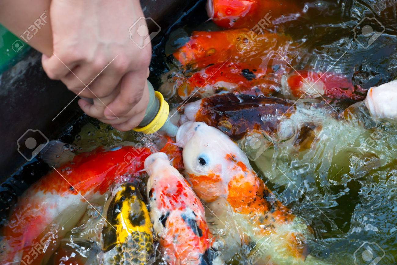 eating koi fish