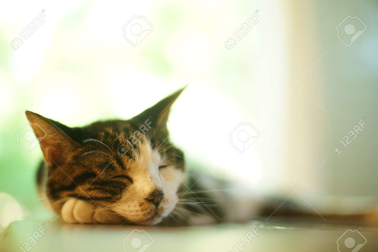 etiam-dictum-ipsum-a-felis