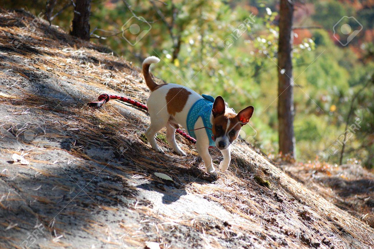 james wellbeloved crackerjacks